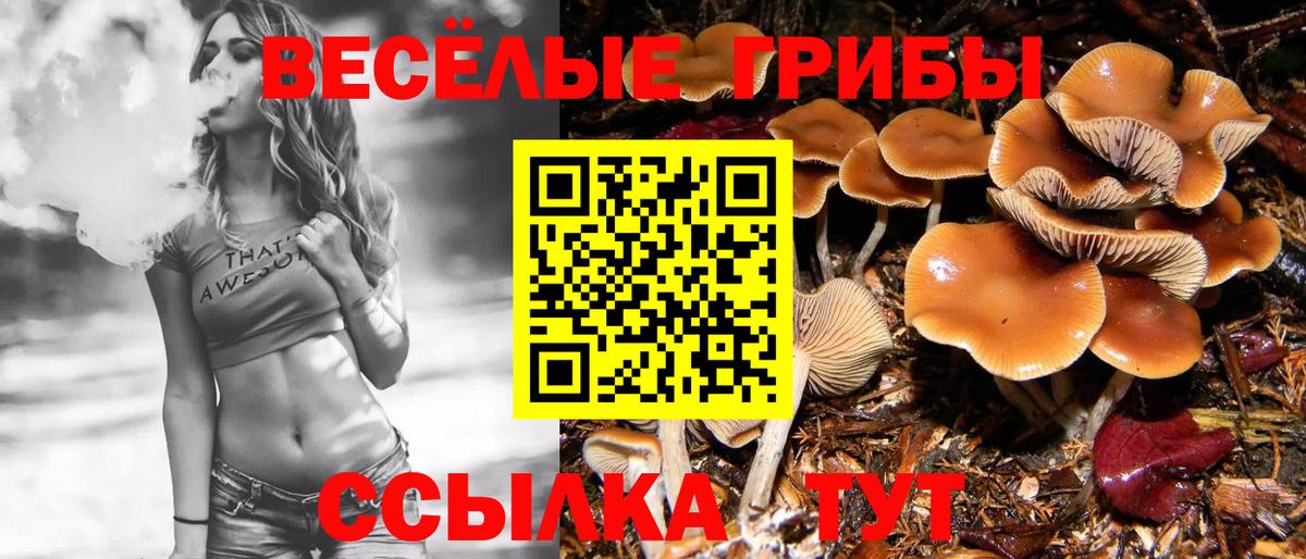 Галлюциногенные грибы Psilocybe  Вход с VPN  Баксан 